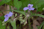 Hairy spiderwort